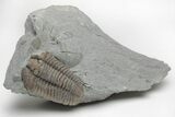 Bargain, Prone Flexicalymene Trilobite - Mt Orab, Ohio #216684-1